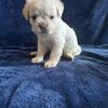 Platinum Plush Fluffy Frenchie Female