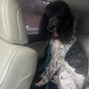 akc/ckc standard poodle stud only!!!