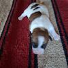 Dolly - Russell Terrier puppy- AKC registered