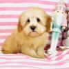 Toy Poodle puppies
