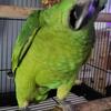 Young female Amazon