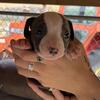 GOTTIE RAZOR EDGE PUPPIES PITBULL