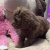 Akc toy poodles, red females