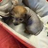 CHINESE CRESTED CHIHUAHUA FEMALE
