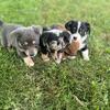 Dorgi puppies 