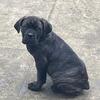 Cane corso pups 