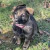 Companion, protector, best friend, female 8 weeks Von Breker German Shepherds