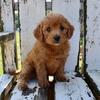 Vicky Female Mini Goldendoodle