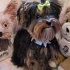 Small AKC MALE YORKIE TRADE FOR FRENCH BULLDOG