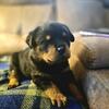 German Rottweiler puppies