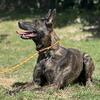1 Year Old Intact UKC Female Dutch Shepherd Tess