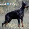 Doberman puppies AKC 
