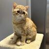 Red tabby Exotic shorthair female 