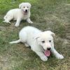White Shepherds AKC Registered $600
