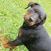 Last Female German Rottweiler puppy up for grabs