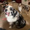 Rehome Adult Male Aussie