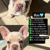 Frenchies all carrier fluffly