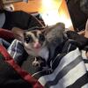 male sugar glider