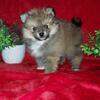 Pomeranian puppies 