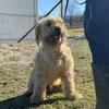 10 month old Soft Coated Wheaton Terrier