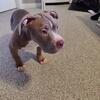 Lucky – 18 Week Old Pocket Bully ABKC registered Potty training and crate training started.