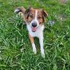English Shepherd needs new home