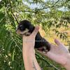 Miniature schnauzer puppies and giant schnauzer puppies