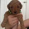Mini Goldendoodle 3053894248