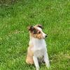 AKC Sheltie puppies  - available now
