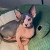 Sphynx kitten