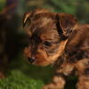 YorkshireTerriers puppy for sell (720) 837-1470