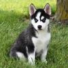 Siberian Husky Puppies – Blue Eyes! – 240-366-7053