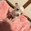 Chihuahuas for sale (New York)