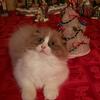 Scottish Fold Kittens