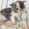 RESERVED!! Dilute Calico ESH