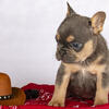 Frenchie Blue and Tan Male