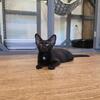 Devon Rex X Peterbald Boy 