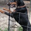 AKC European Doberman puppies