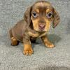 3 dachshund puppies