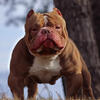 MICRO EXOTIC BULLY STUD