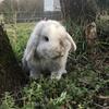 Holland lop