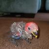 Baby Eclectus 