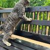 bobtail for you American breed