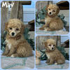 Toy Poodle puppies