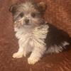 Yorkie Toy poodle puppy
