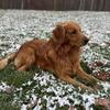 AKC Registered Red Golden Retriever Puppy