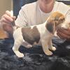 Beagle puppy