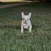 Available French Bulldog Puppies 