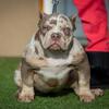ABKC American bully puppies 