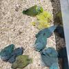 Parrotlets